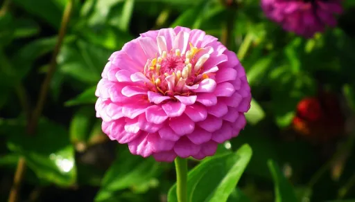 Image for article The 10 Cutest Pink Flowers You Can Grow In The Summer!