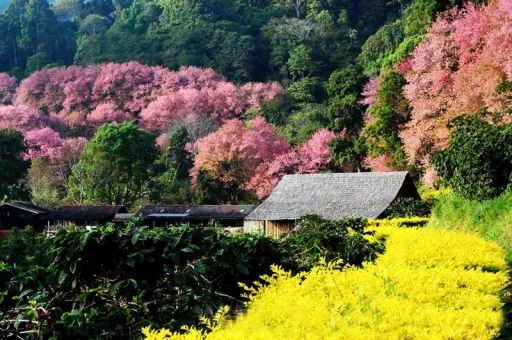Image for article 7 Best Cherry Blossom Spots in Thailand That Will Take Your Breath Away