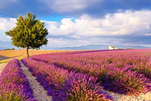 Image for article Here Are the Best Spots to Enjoy the Lavender Fields of Provence
