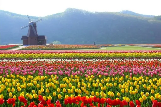 Image for article These Spring Flowers Are Blooming in Japan Right Now, and They Look Amazing