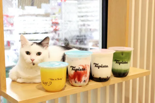 Image for article New Cat Cafe In Kyoto Serving Bubble Tea