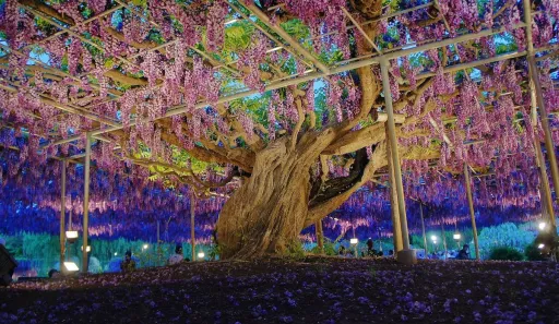 Image for article 8 Most Stunning Trees in Asia That Will Take Your Breath Away