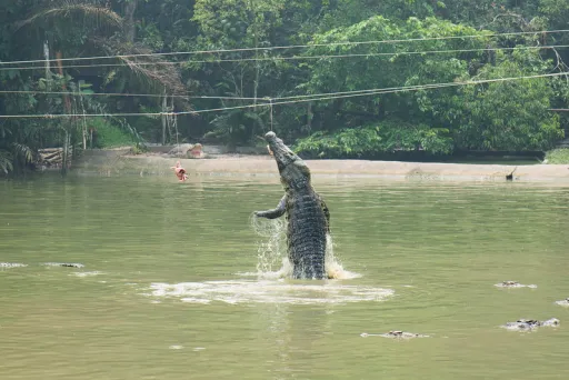 Image for article Wild Side of Sarawak: Feel Alive with National Parks, Adventure Sports & Hidden Gems!