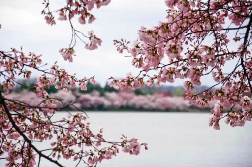 Image for article 2020 Taiwan Cherry Blossoms Forecast: Where & When to Catch Them?