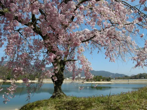 Image for article Japan’s Cherry Blossoms 2020 Forecast: When & Where to Catch Them?