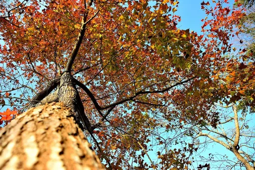 Image for article 2019 Autumn Forecast: Where & When to Catch The Best Autumn Leaves in Taiwan