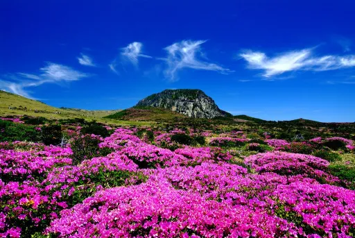 Image for article Places Similar to Jeju Island – Without Having to Fly from Seoul