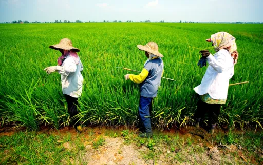 Image for article Sekinchan Guide: Top Things to See, Do and Eat