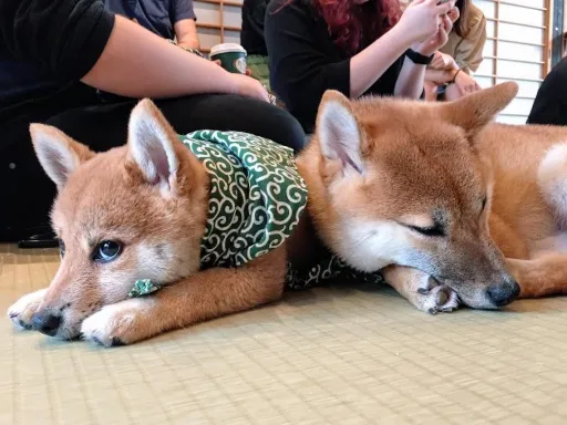 Image for article My Visit to Harajuku’s Mame Shiba Café — So Many Floofers!