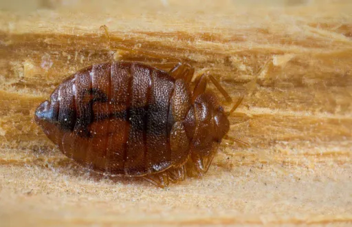 Image for article What to Do When You Encounter Bed Bugs on Your Travels