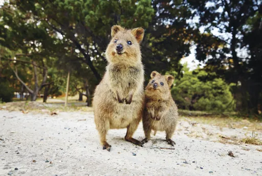 Image for article The Cutest Animals in Western Australia Besides Koalas & Kangaroos!