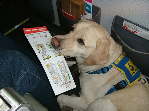 Image for article Travel Guide for Pet Owners: What to Do and Things to Note