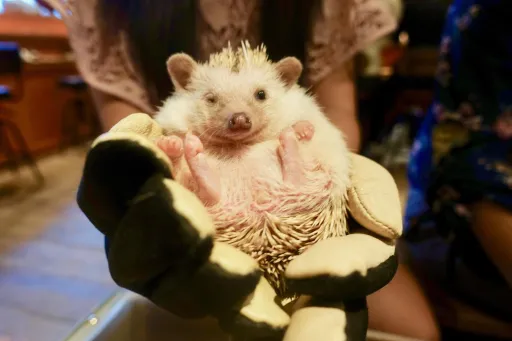 Image for article My Experience Visiting a Hedgehog Café in Tokyo, Japan