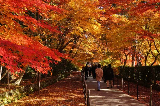 Image for article Top 15 Places to See Autumn Foliage in Asia