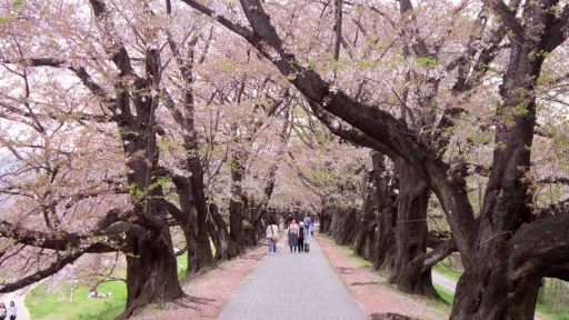 Image for article 5 Cherry Blossom Viewing Spots in Osaka and Kyoto