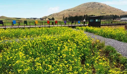 Image for article Spring in Jeju Island: An Expert’s Answers to Your FAQs