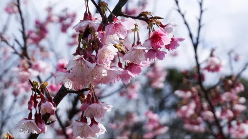 Image for article Taiwan’s Cherry Blossoms 2018 Forecast: When & Where to Catch Them?
