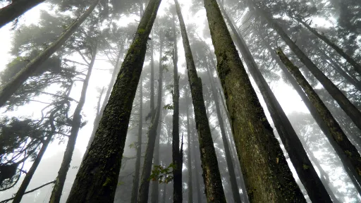 Image for article Why Japan’s Suicide Forest Should Not Be Considered a Tourist Attraction