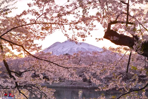 Image for article Japan’s Cherry Blossoms 2018 Forecast: When & Where to Catch Them?