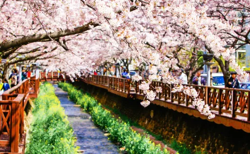 Image for article Korea’s Cherry Blossoms 2018 Forecast: When & Where to Catch Them?