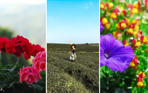 Image for article 4 Best Places to Visit in Doi Tung, The Switzerland of Thailand