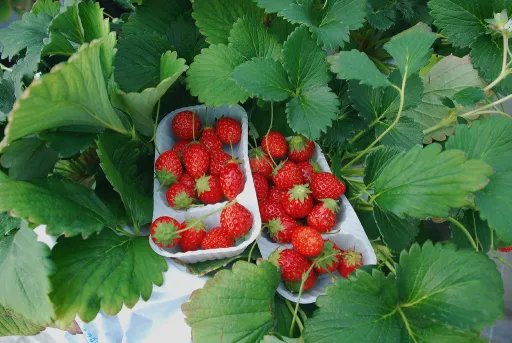 Image for article When & Where to Go Fruit Picking in Japan