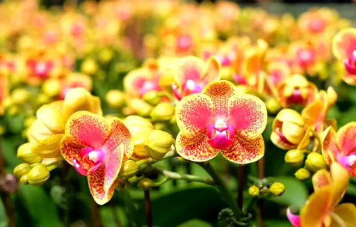 Image for article 6 Romantic Things to Do in Genting Highlands on a Couple’s Getaway