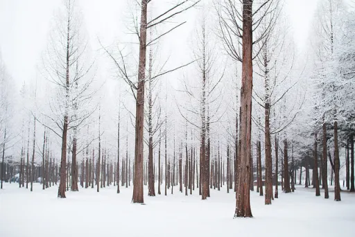 Image for article A D.I.Y. 10-Day Korea Itinerary for Your December Family Trip