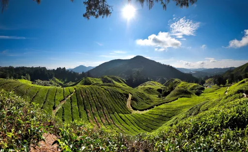 Image for article 2D1N Cameron Highlands Itinerary for Your Next Getaway