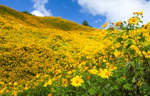 Image for article Bua Tong Festival: A Showcase of Wild Sunflowers in Northern Thailand Every November