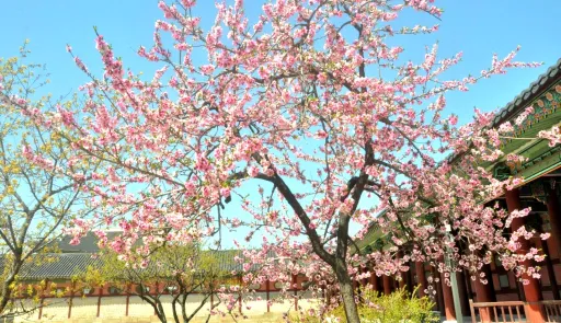 Image for article A Glimpse of Spring in South Korea