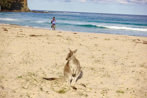 Image for article Aussie Roadtrippin’: 16 Fun Things to Do Along the NSW South Coast