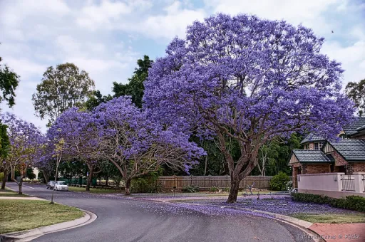 Image for article Jacaranda: Australia’s Prettiest Blooms and Where to Catch Them