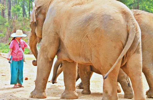 Image for article Becoming an Elephant Keeper for a Day in Chiang Mai
