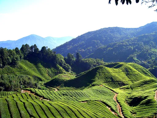 Image for article A Simple Guide to Hiking in Cameron Highlands