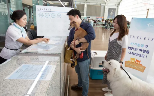Image for article Korean Air Launches Frequent Flyer Program for… Dogs, Cats and Birds!