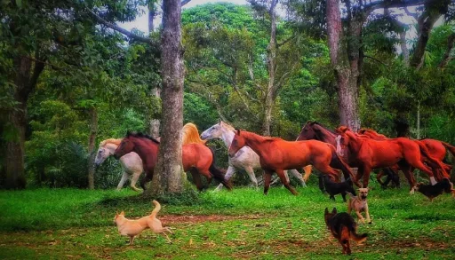 Image for article Noah’s Ark: A Heartwarming Animal Shelter in Johor, Malaysia