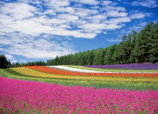 Image for article Stunning Flower Blooms & Where to See Them in Asia