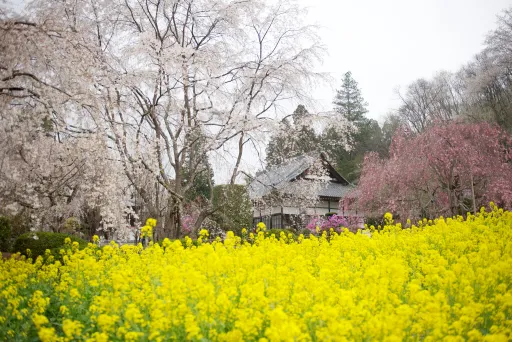 Image for article 10 Day Trips from Tokyo for Nature Lovers