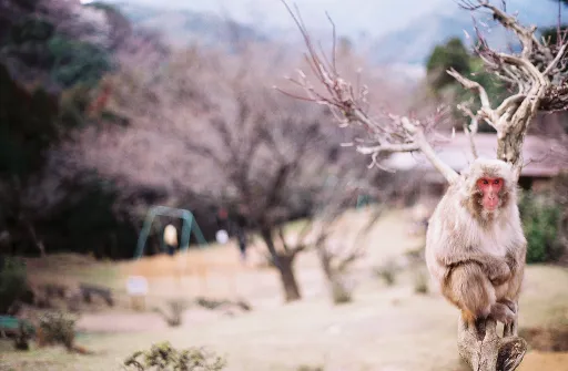 Image for article 8 Magical Attractions to Visit in Arashiyama, Especially in Spring