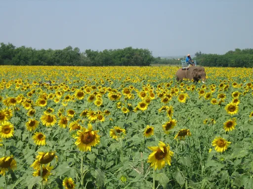 Image for article Train Journey from Bangkok to Chiang Mai: Great Stops & Highlights Along the Way