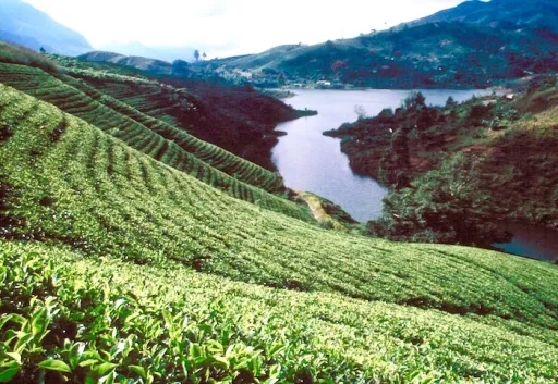 Image for article How We Spent Six Days in Sri Lanka