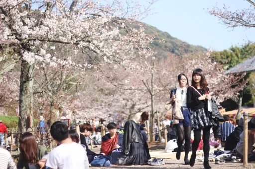 Image for article Kyoto in Spring: 11 Incredible Sights, Foods & Events Not to Miss