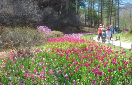 Image for article Photos That Show Why Korea’s Garden of Morning Calm is Totally Worth a Visit