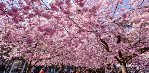 Image for article 9 Cherry Blossom Destinations Beyond Japan, Korea & Taiwan