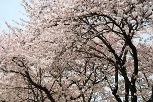 Image for article Korea’s Cherry Blossoms 2017 Forecast: When & Where to Catch Them?