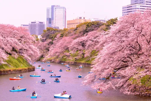 Image for article Japan’s Cherry Blossoms 2017 Forecast: When & Where to Catch Them?