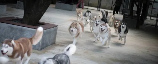 Image for article 泰可爱！曼谷哈士奇咖啡馆