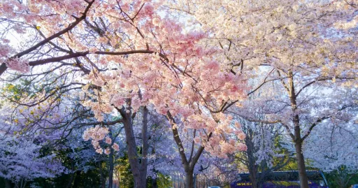 Image for article Where to See Cherry Blossoms Outside of Japan: Top 10 Destinations