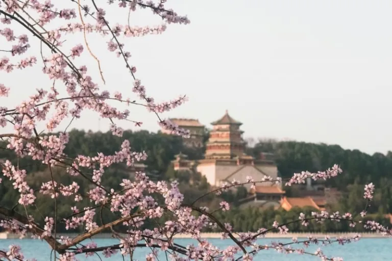 cherry blossoms outside of japan